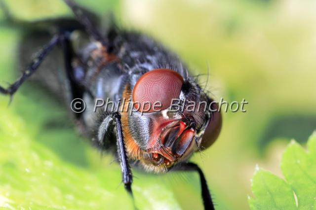 calliphora vomitoria 4.JPG - Photo : Philippe BlanchotCalliphora vomitoria (portrait)Mouche bleue ou mouche de la viandeBlue Bottle FlyDiptera, CalliphoridaeFrance